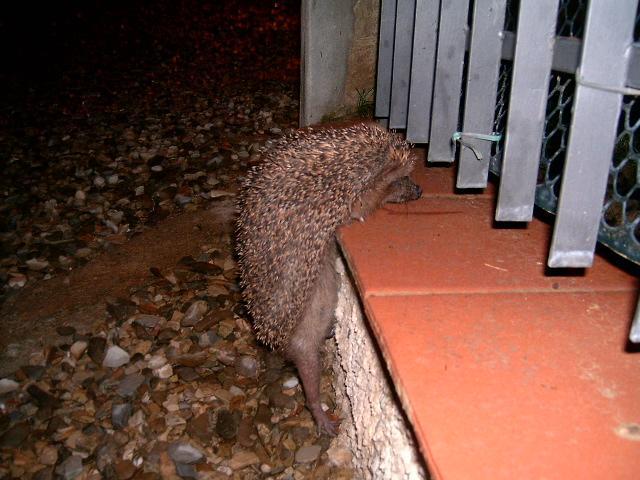 Riccio (Erinaceus europaeus)